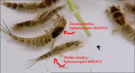 5 - MAYFLY - Ephemeroptera - male & female.jpg