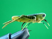 82_451d7c77ba124.jpg