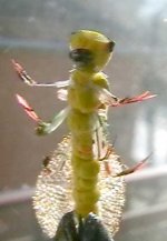 Isoperla grammatica new wings 1.jpg