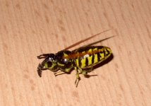 big wasp.jpg