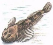 cottus_gobio.jpg