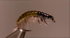 Hydropsyche Larva.jpg