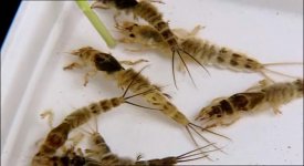 8 - Mayfly nymphs.jpg