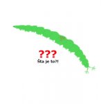 light green larva.jpg