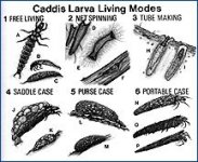 larva-drawing-whitlock.jpg