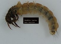 caddisflies_3_1.jpg