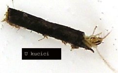 caddisflies_4_1.jpg