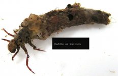 caddisflies_6_1.jpg