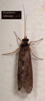 caddisflies_22_4.jpg