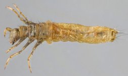 Halesus radiatus larva.jpg