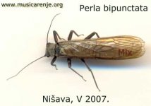 Perla bipunctata, Nisava, Serbia.jpg