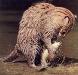 FishingCat XX.jpg