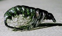 Olive & Patrige Caddis larva.jpg