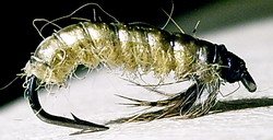 Yellowish Cream Caddis Larva.jpg