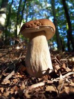 Boletus.jpg