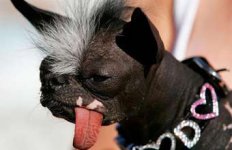 elvud.jpg