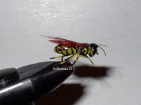 balsaWasp s.h. .jpg