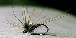 Pheasant Tail Paraloop Dun.jpg