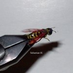 Balsa Wasp.jpg