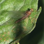 Serratella ignita imago female.JPG