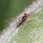 Serratella ignita imago male.JPG