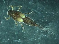 Serratella ignita nymph.jpg