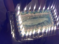 torta pastrmka.jpg