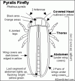 Firefly_bw.GIF