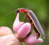 firefly-on-milkweed-small.jpg