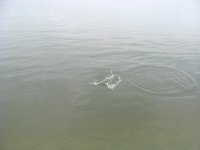 Picture 184876.jpg