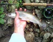 img137.jpg