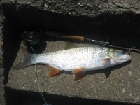 Picture 1848812.jpg