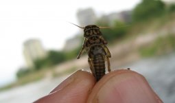 Perla nissa naissus.jpg