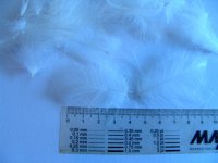 DSC03458.JPG