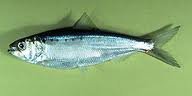 Alosa caspia.jpg