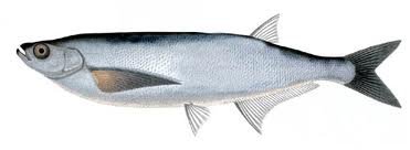Pelecus cultratus.jpg