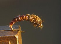 larva2.JPG