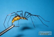 IMG_0141_1_RW_panfly.jpg