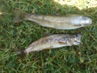 DSC00094.JPG