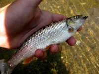 IMG_3970.jpg