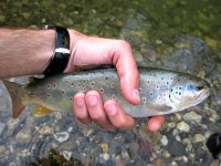 IMG_4001.jpg