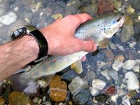 IMG_4003.jpg