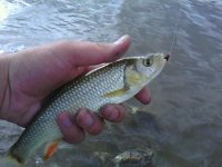 IMG0664A.jpg