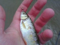 IMG0678A.jpg