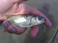 IMG0681A.jpg