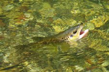 IMG_1103web.jpg