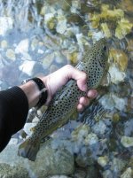 IMG_4148.JPG