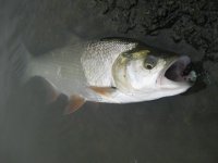 IMG_4063.jpg
