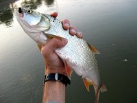 IMG_4384.jpg