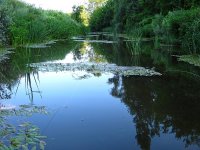 Svrljiški Timok ispod zone prvog trovanja 2011.jpg